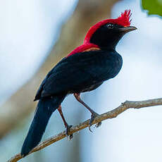 Manakin casqué