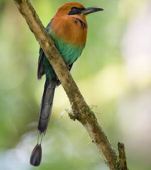 Motmot à bec large