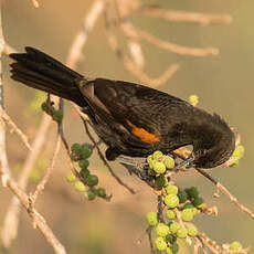 Oriole à galons