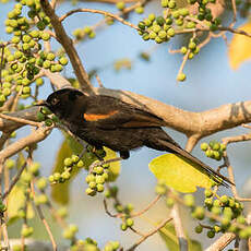 Oriole à galons