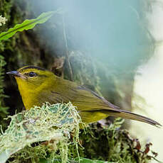 Paruline du Chocó