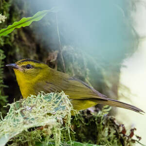 Paruline du Chocó