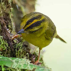 Paruline du Chocó