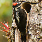 Pic chevelu