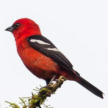 Piranga bifascié