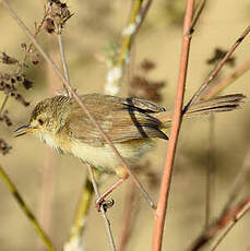 Prinia modeste