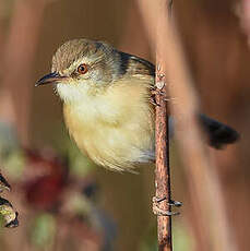 Prinia modeste