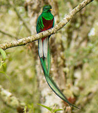 Quetzal resplendissant