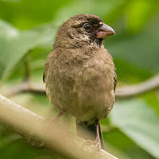 Serin de Burton