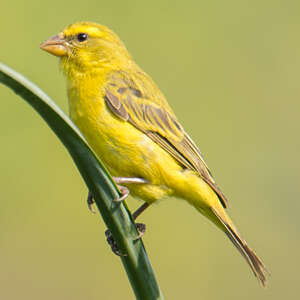 Serin soufré