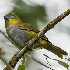 Tangara à gorge jaune