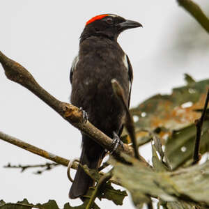 Tangara à sourcils roux Heterospingus xanthopygius