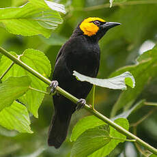 Tisserin à tête jaune