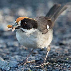 Tohi leucoptère