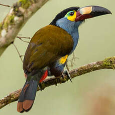 Toucan montagnard