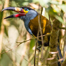 Toucan montagnard