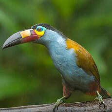 Toucan montagnard