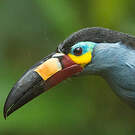Toucan montagnard
