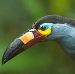 Toucan montagnard