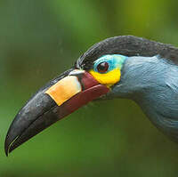 Toucan montagnard