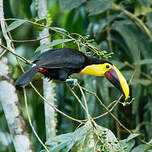 Toucan tocard