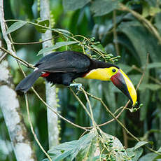 Toucan tocard