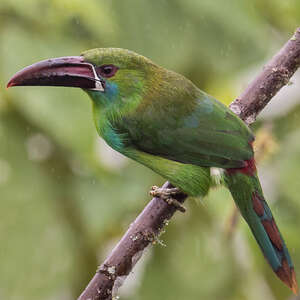 Toucanet à croupion rouge