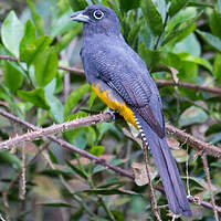 Trogon de Panama