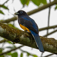 Trogon de Panama