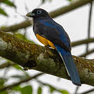 Trogon de Sclater