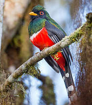 Trogon masqué