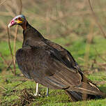 Urubu à tête jaune