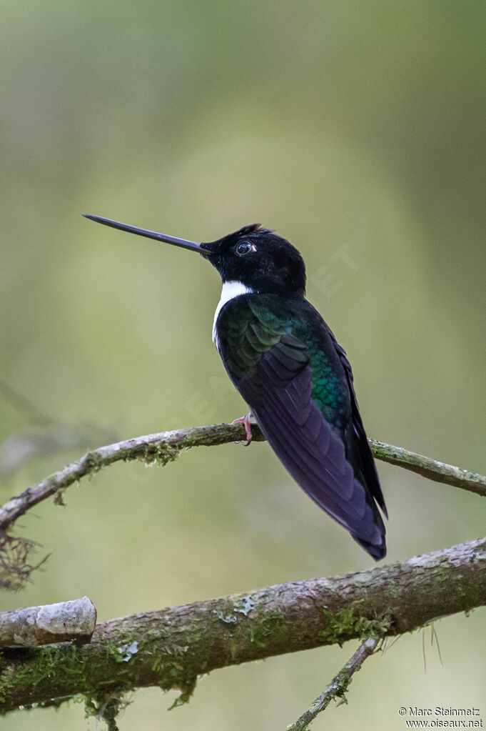 Collared Inca