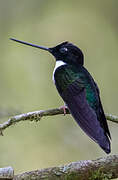 Collared Inca