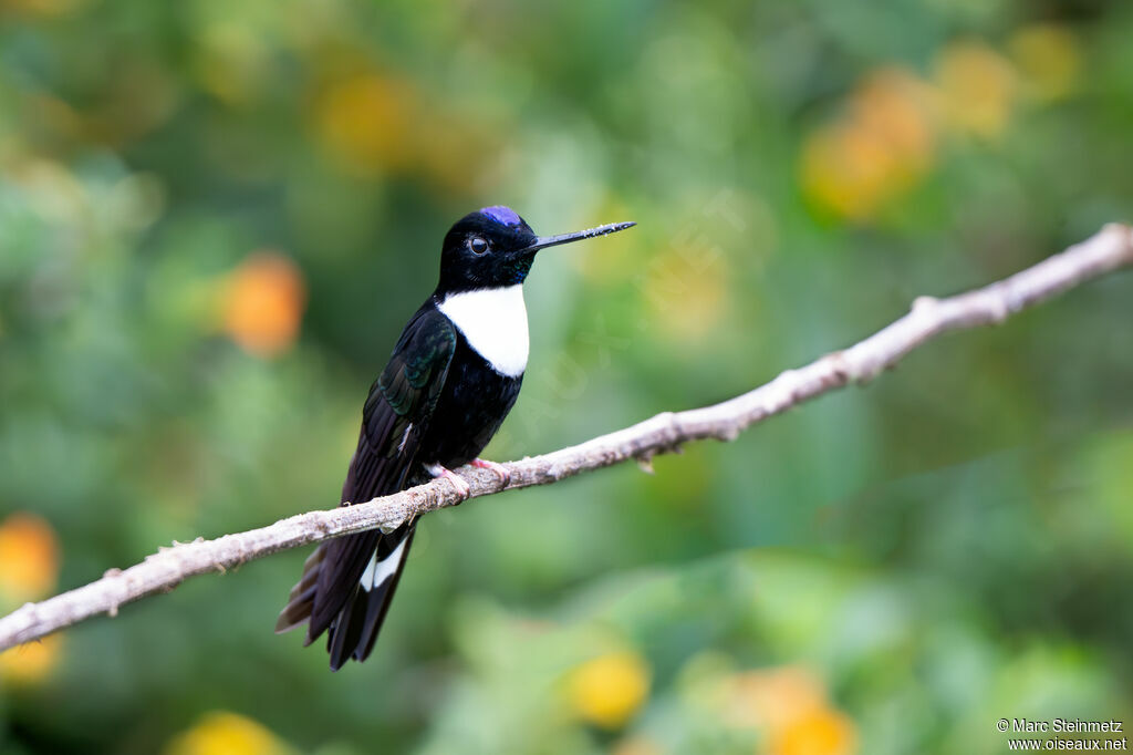 Collared Inca