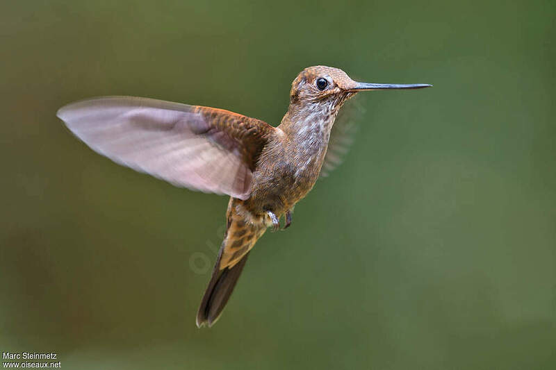 Inca céleste adulte mast228733