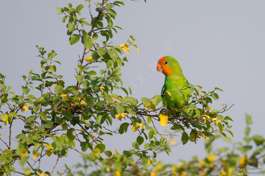 Red-headed Lovebird