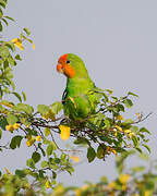 Red-headed Lovebird