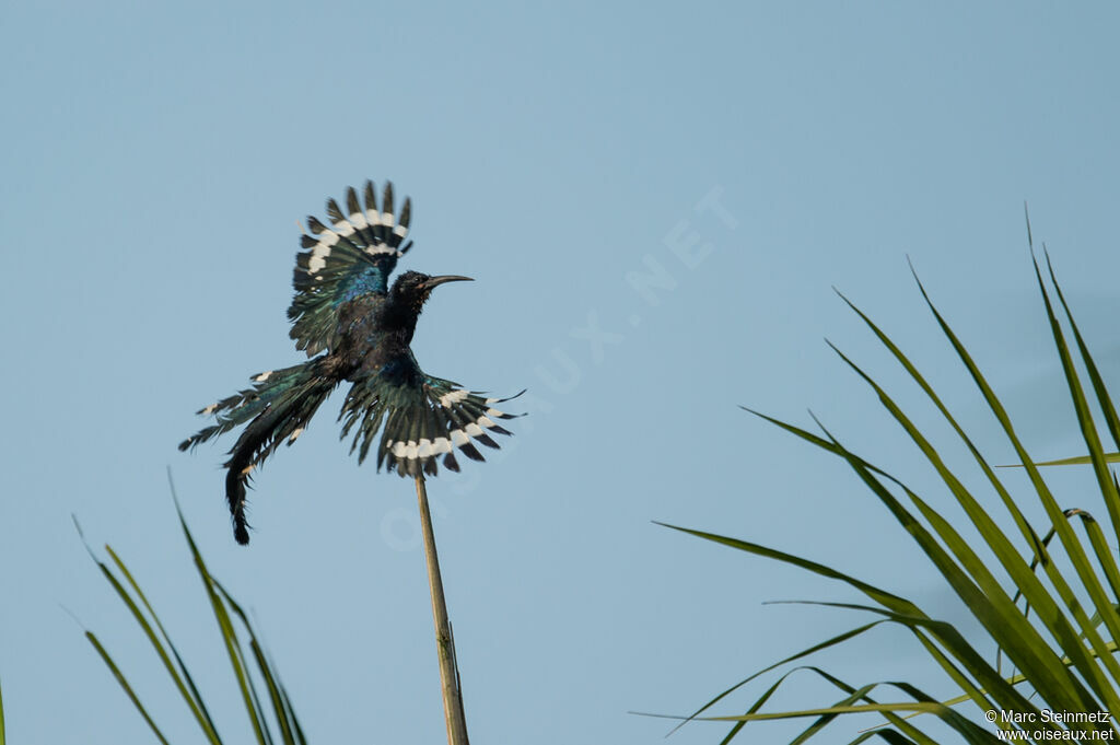 Green Wood Hoopoe