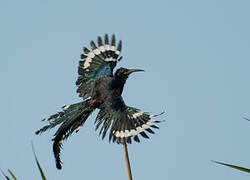 Green Wood Hoopoe