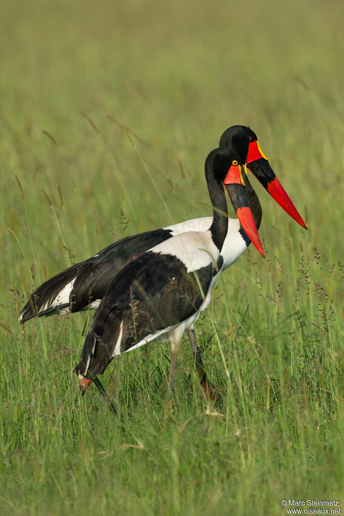 Saddle-billed Stork