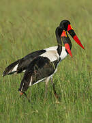 Saddle-billed Stork