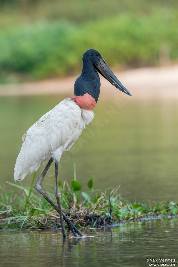 Jabiru