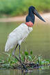 Jabiru d'Amérique