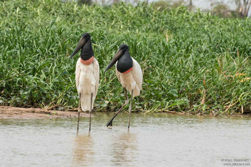 Jabiru d'Amérique