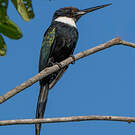 Jacamar à longue queue