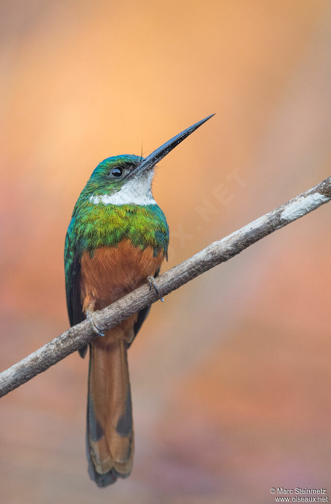 Jacamar à queue rousse