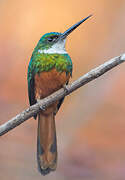 Rufous-tailed Jacamar