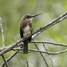 Jacamar brun