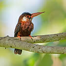 Jacamar oreillard